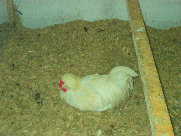 Rare white sultan chicken