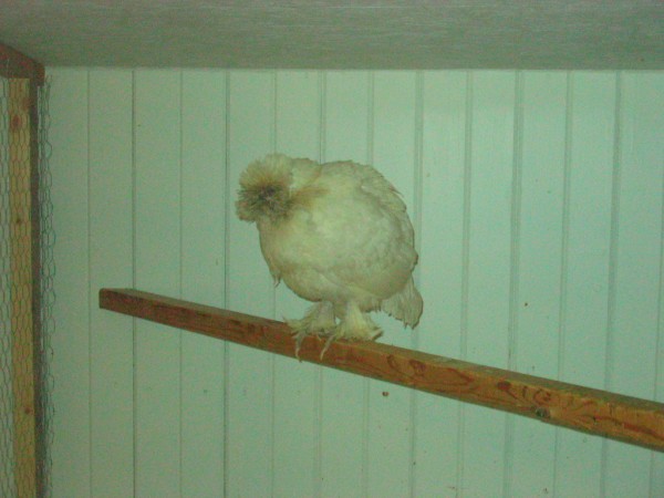 Rare feather-footed white sultan chicken