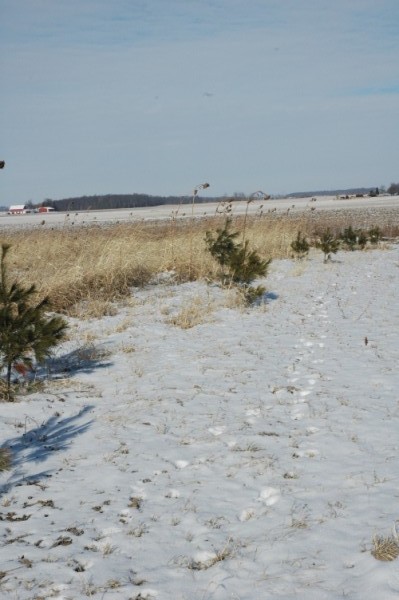 Pine trees planted for a windbreak