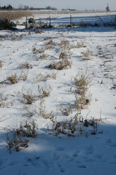 Green bean plants surrounded by tracks in the snow